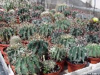 - Ferocactus mix JLcoll.JPG